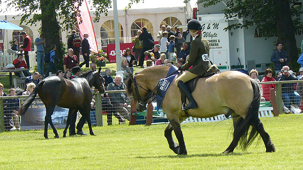 Highland pony Trowan Moulin at the Royal Highland Show