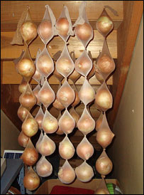 دخيره کردن پياز 