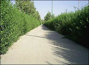 عکس از محمد صالحی