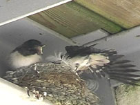 The fledgling swallows get ready to fly