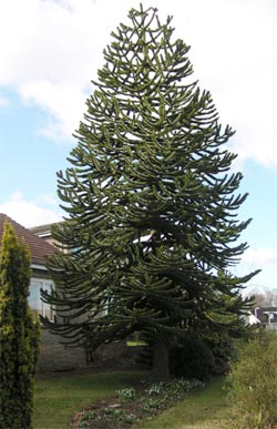 That Monkey Puzzle in a suburban front garden