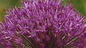 Allium 'Purple Sensation'