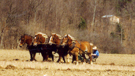 Amaethu gyda cheffylau ar fferm Amish yn nhalaith Efrog Newydd