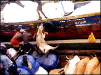 Transporte de gado. Foto: World Society for the Protection of Animals.