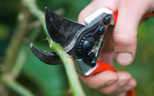 Pruning shears cutting thorn bushes