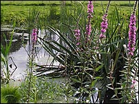 Itter Park wildlife pond