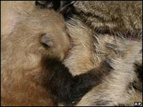 Filhote de panda-vermelho é amamentado por gata. Foto: AP