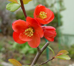Chaenomeles x superba 'Crimson and Gold' 