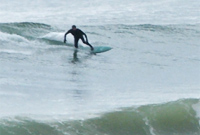 Gull, gliding towards the shorey