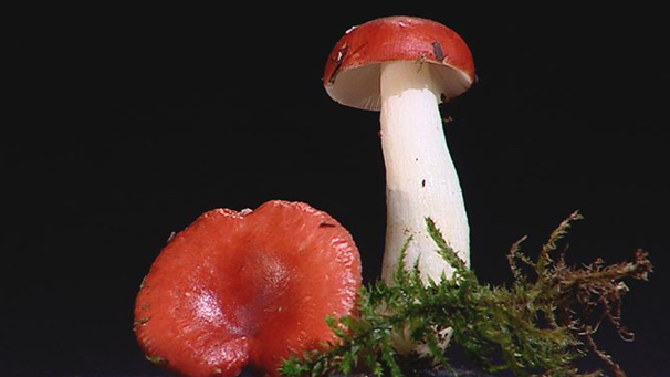 Russula paludosa