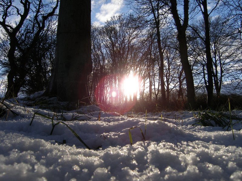 Woodland near Aberdeen