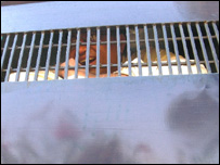 अली चीमा