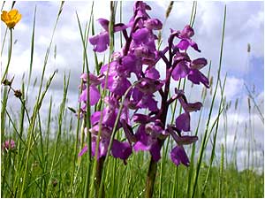 Kent Downs c/o West Kent Downs Countryside Trust