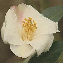 Camellia 'Cornish Snow'