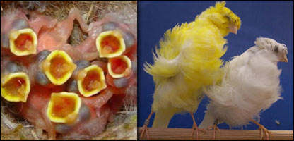  کنرياني او په ځاله کې د هغوی بچوڼي