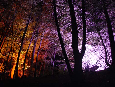 Trees lit up in Faskally Wood