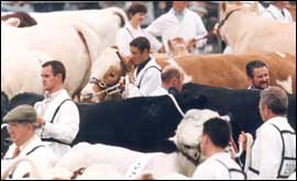 Livestock at The Royal Show 