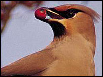 A Waxwing
