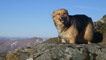 Windswept collie, Ben Lawers.