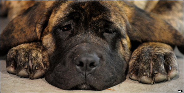 mastiff_afp595.jpg