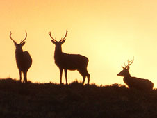 Red deer at sunset - (C) Sean Purser