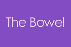 The Bowel