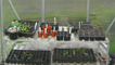 Seedlings in the greenhouse