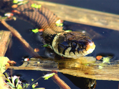 Grass snake by Pete Struthers from Bridgend.
