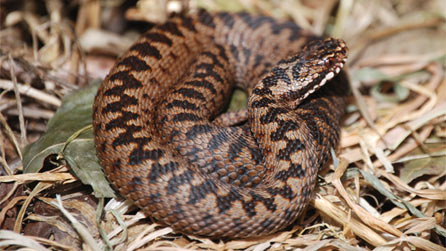 A baby adder basking under corrugated metal sheeting.