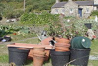 Potiau garddio mewn gardd yn Llyn.