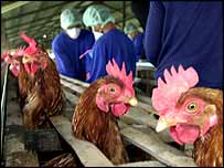 बर्ड फ़्लू