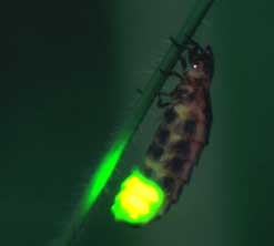 A female glow-worm (C) John Tyler.