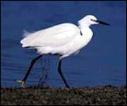 Little egret 
