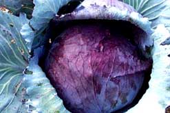 Image: Red cabbage