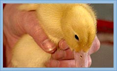 Photo of a baby duckling