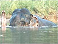 छत्तीसगढ़ में एक हाथी