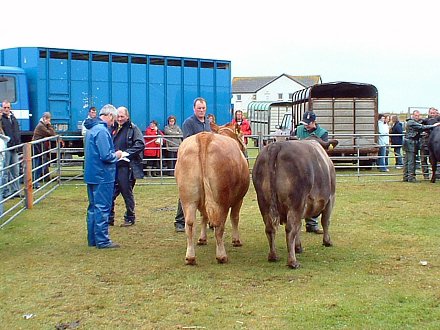 Judging in The Cattle Section, Sanday Show 2007.