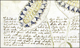 Voynich illustration