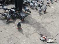 डरे सहमे कबूतर