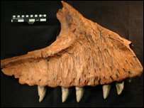 Fóssil da mandíbula do carcarodontossauro