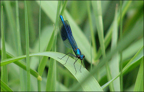 dragonfly