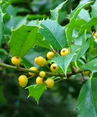 Ilex aquifolium ‘Bacciflava’ 