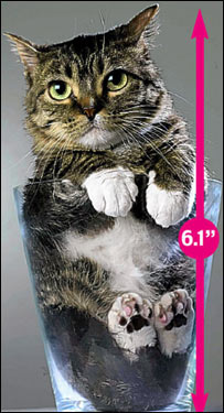 کوچک ترين گربه دنيا