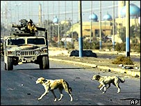 Felluce'de sokaklarda köpekler ve ABD tankları