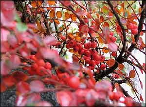 عکس از مهدی مرتضوی