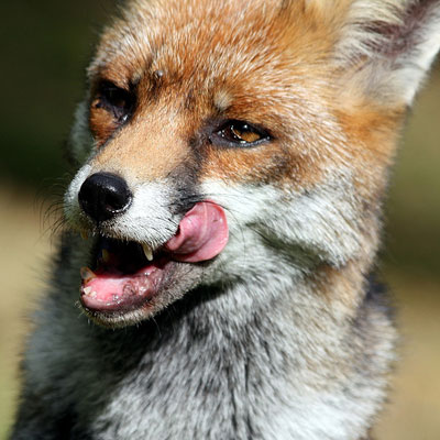 Fox by Lisa Bukalders