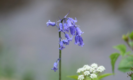 Bluebell. Photo Declan Duffy.