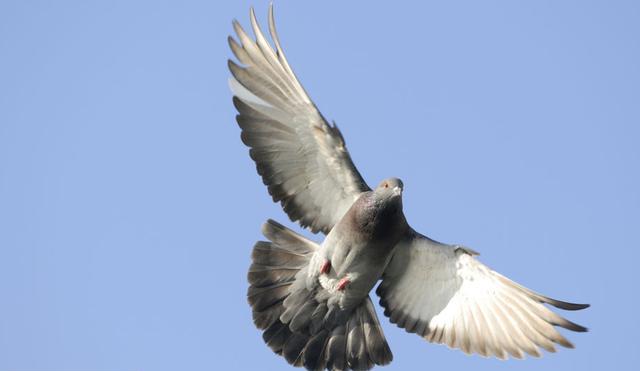 Rock pigeons (image: Laurent Geslin / NPL)