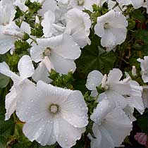 Lavatera 'Mont Blanc'