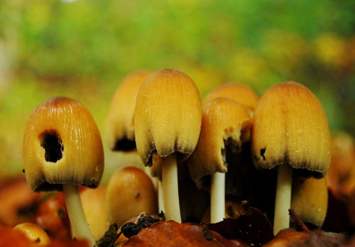 Glistening ink cap fungi